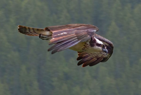 Osprey Photograph
