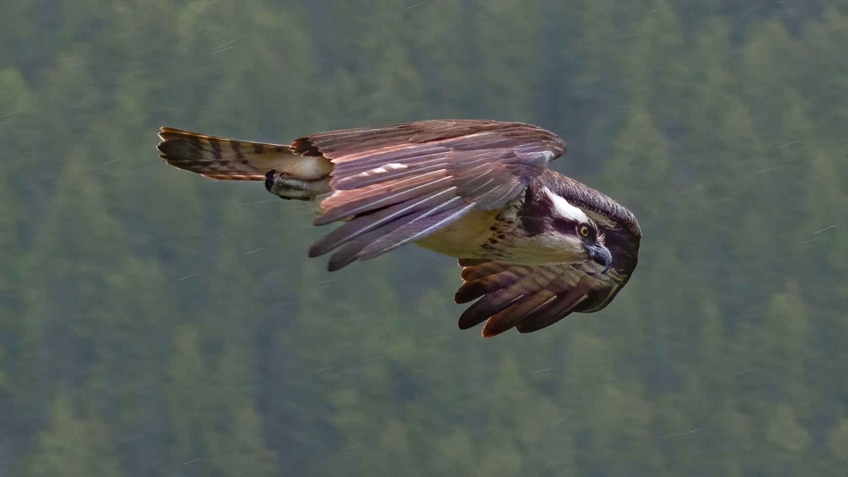 Osprey Photograph